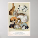 Zoek naar vintage rabbit posters Konijn