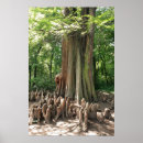 Recherche de suricate posters Nature