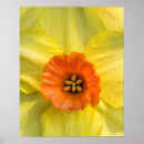 Recherche de jonquilles jaunes posters Bois