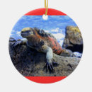 Recherche de lézards ornements Iguane