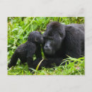 Recherche de gorille de montagne cartes postales Faune