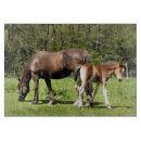 Recherche de poulain planches à découper Cheval