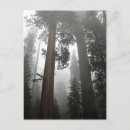Recherche de séquoias géants cartes postales Parc