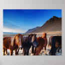 Recherche de troupeau posters Peinture