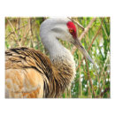 Zoek naar waadvogel posters Natuur
