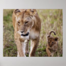 Zoek naar leeuw welpen posters Safari