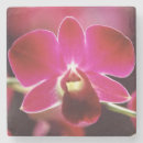 Recherche de orchidée dessous de verres Floraison