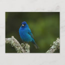 Recherche de oiseau migrateur cartes postales Migration