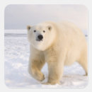 Zoek naar steven stickers Alaska