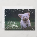 Recherche de chihuahuas vœux cartes Vacances
