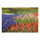 Recherche de keukenhof holland posters Jacinthe