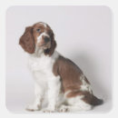 Recherche de copie animale autocollants Animaux
