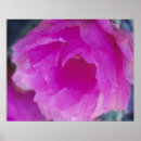 Zoek naar sonora woestijn posters Close up