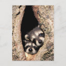 Recherche de ratons laveurs cartes postales Animaux