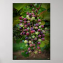 Zoek naar paarse druiven posters Oogst