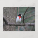 Zoek naar borsten briefkaarten Grosbeak