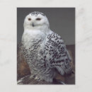 Recherche de hibou neigeux Nature