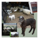 Recherche de agneaux posters Troupeau de moutons