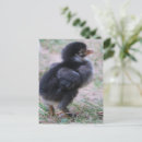 Recherche de oiseau bébé cartes postales Pour enfants