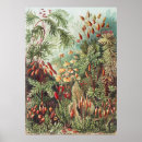Recherche de illustration antique art Ernst haeckel