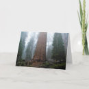 Recherche de sequoia vœux cartes Arbre