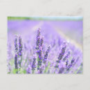 Zoek naar lavendel briefkaarten Paars