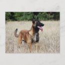 Recherche de malinois cartes postales Chien