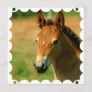 Recherche de pouliche invitations Poulain