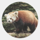 Recherche de panda rouge autocollants Animal