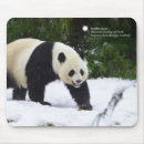 Recherche de un panda géant tapis souris Ours