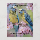 Recherche de perruche cartes postales Oiseau