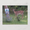Recherche de deer cartes postales Animal
