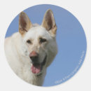 Recherche de berger allemand blanc autocollants Alsacien