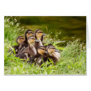 Zoek naar eend baby posters Moeder