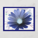 Recherche de osteospermum cartes postales Ostéospermum