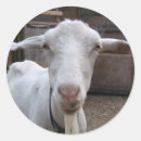 Recherche de de chèvre autocollants Ferme