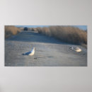 Recherche de faune posters Oiseaux