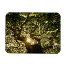 Zoek naar tree magneten Bos