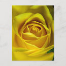 Recherche de macro cartes postales Rose