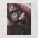 Recherche de sumatra cartes postales Faune