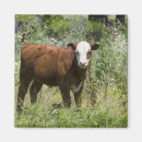 Recherche de veau magnets Regarder l'appareil photo