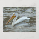 Recherche de pelecanus cartes postales Pélican