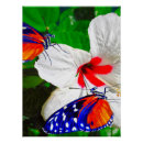 Recherche de ailes papillon posters Animal