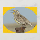 Recherche de oiseau chanteur cartes postales Photographie de la nature