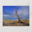 Recherche de acacia cartes postales Image en couleur