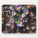 Recherche de aride tapis souris Arizona