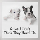 Recherche de chiot bouledogue français posters Animal familier
