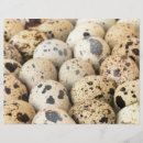 Zoek naar eieren flyers Biologisch