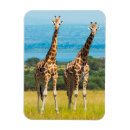 Recherche de girafe magnets Africain