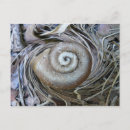 Recherche de snails cartes postales Spirale